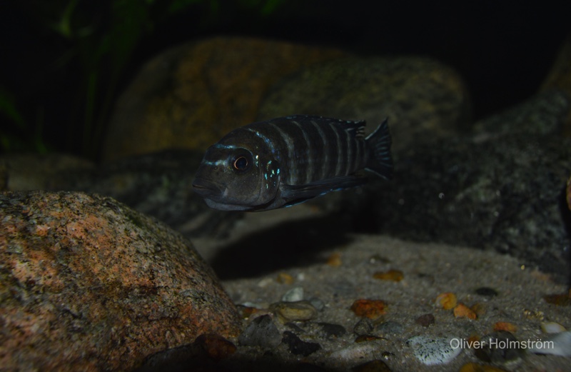 Maylandia sp. 'elongatus goldbar' Same Bay